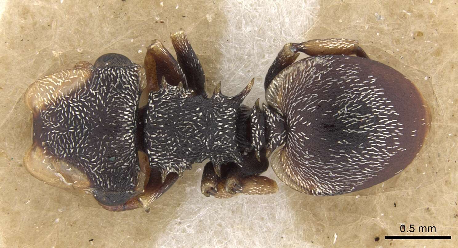 Cephalotes resmi