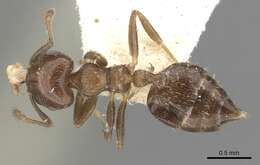 Image of Crematogaster crinosa Mayr 1862