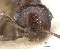 Image of Crematogaster dorsidens Santschi 1925