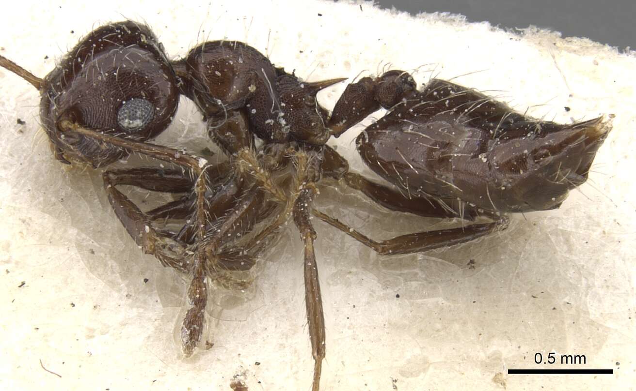 Image of Crematogaster dorsidens Santschi 1925