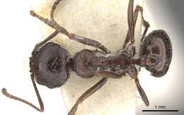 Image of Messor crawleyi