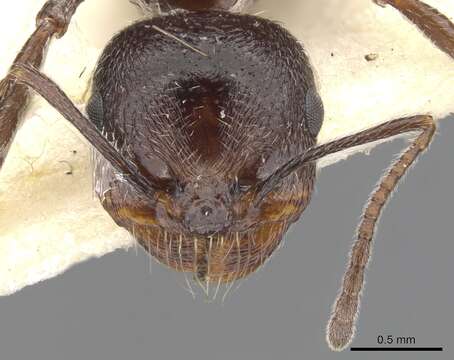 Image of Messor crawleyi