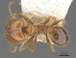 Image of Pheidole dentata Mayr 1886