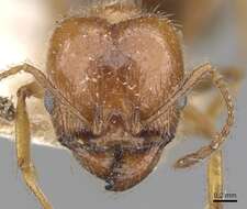 Image of Pheidole dentata Mayr 1886