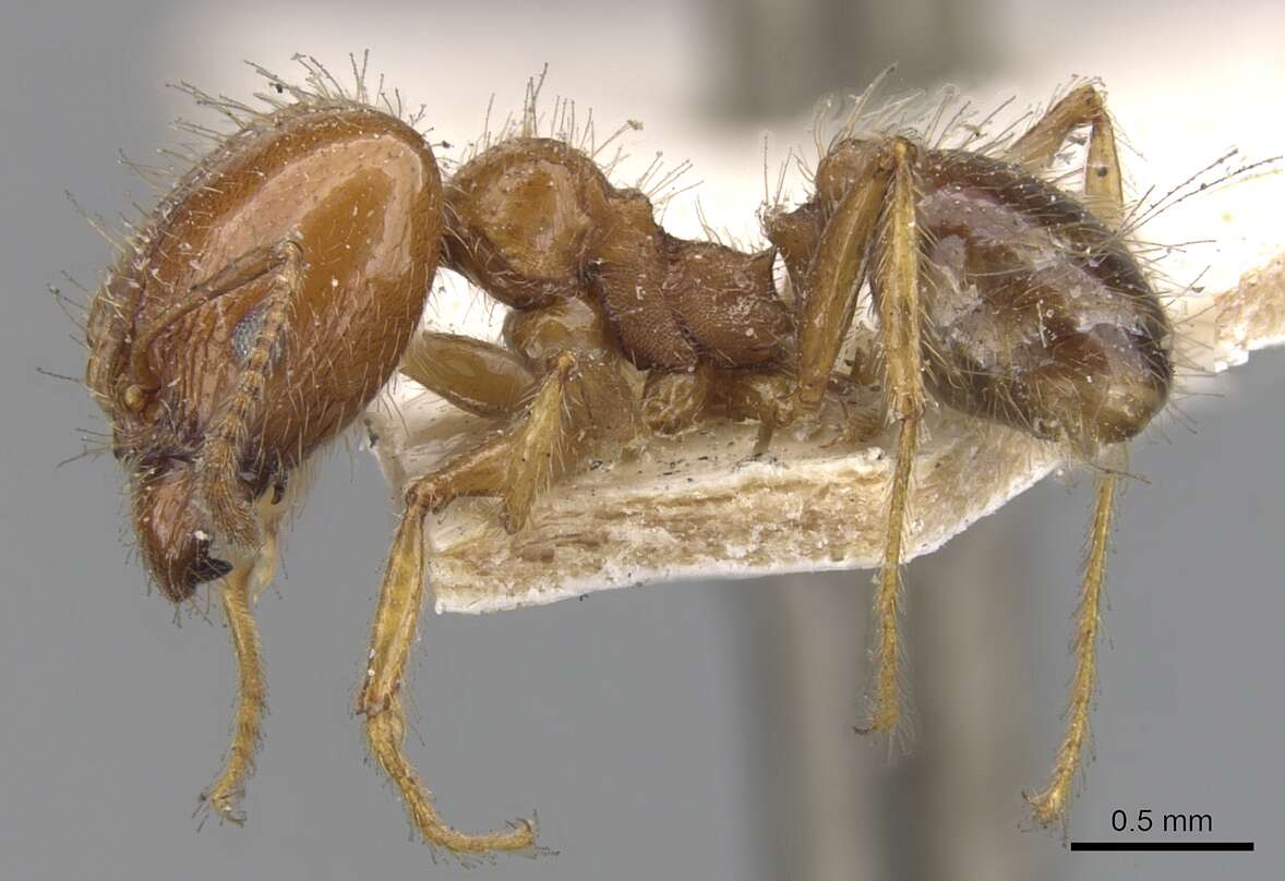 Image of Pheidole dentata Mayr 1886