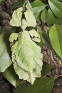 Image of Phyllium (Pulchriphyllium) giganteum Hausleithner 1984