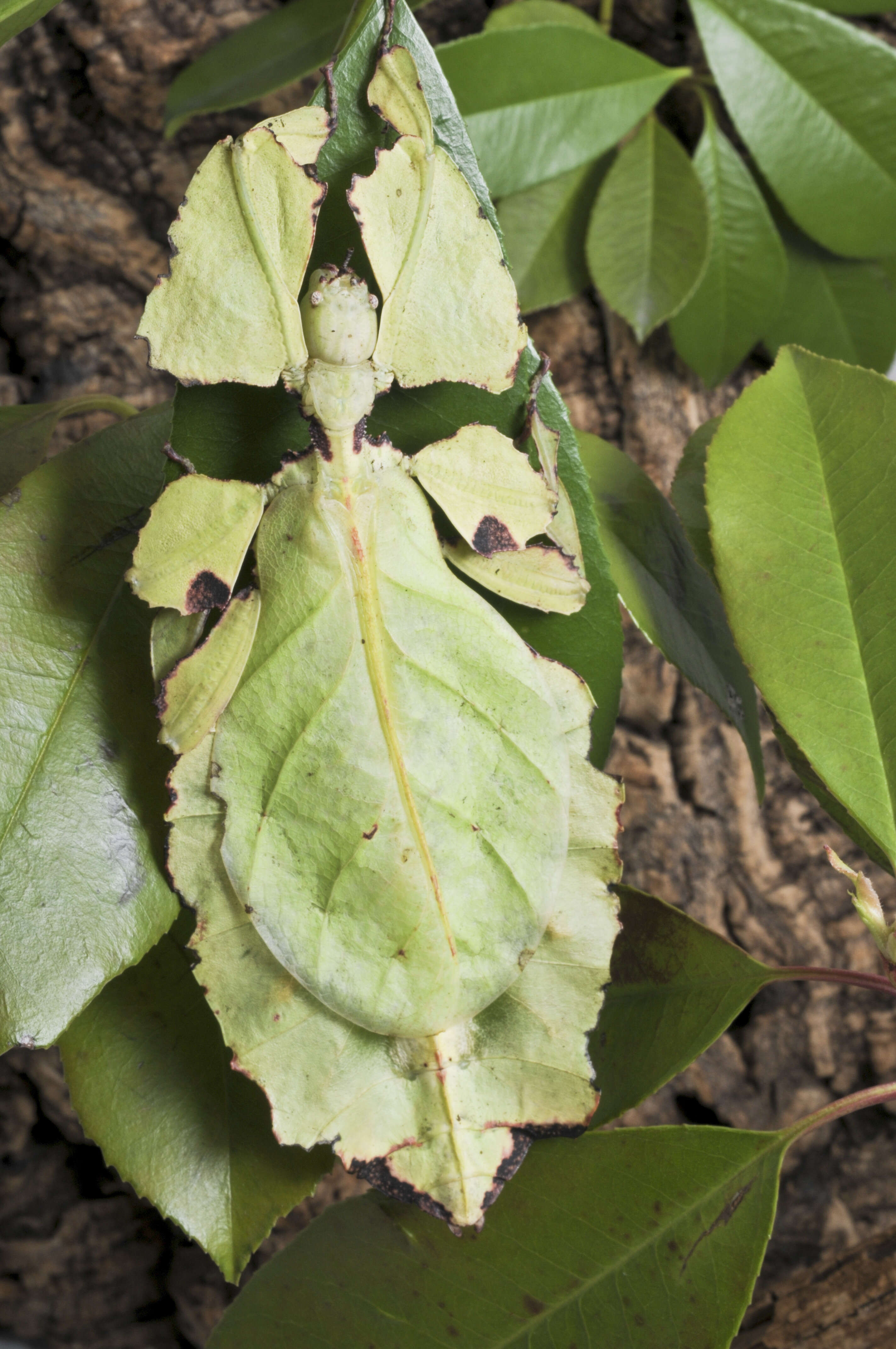 Image of Phyllium (Pulchriphyllium) giganteum Hausleithner 1984