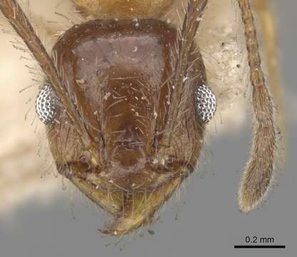 Image of Toothed Big-headed Ant