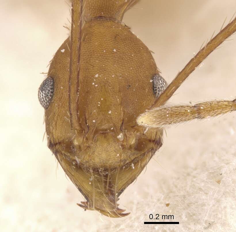 Image of Pheidole claviscapa Santschi 1925