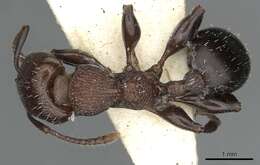 Image of Podomyrma chasei Forel 1901