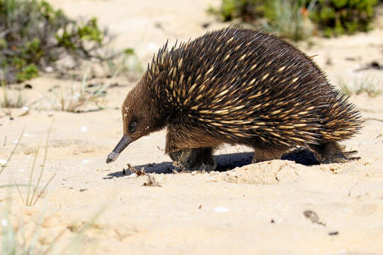 Image of Short-beaked Echidnas