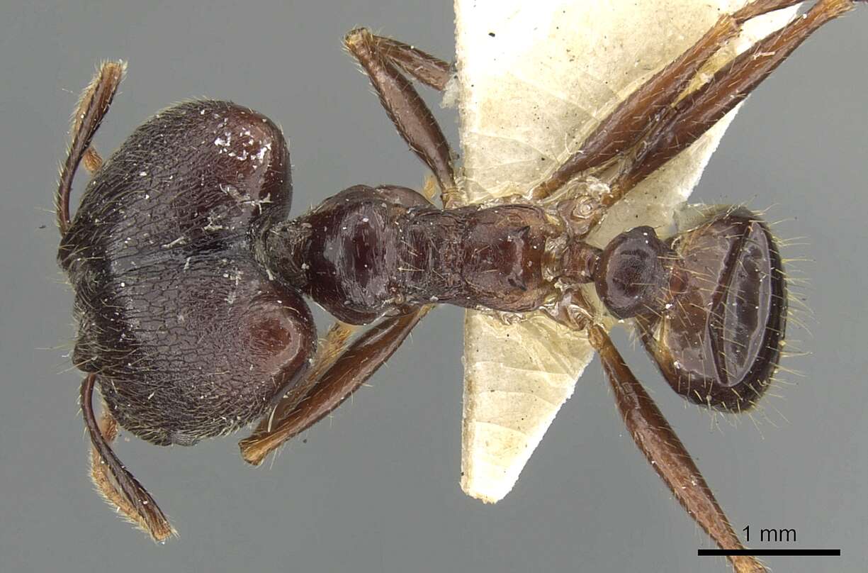 Pheidole smythiesii Forel 1902 resmi