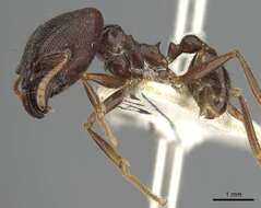 Pheidole smythiesii Forel 1902 resmi