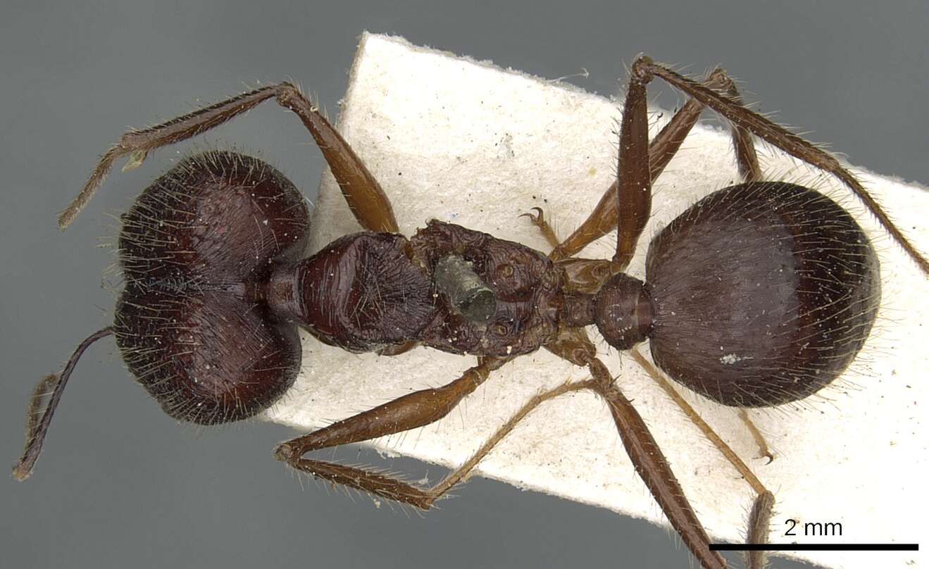 Image of Pheidole comata Smith 1858