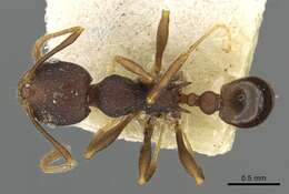 Pheidole caldwelli Mann 1921 resmi