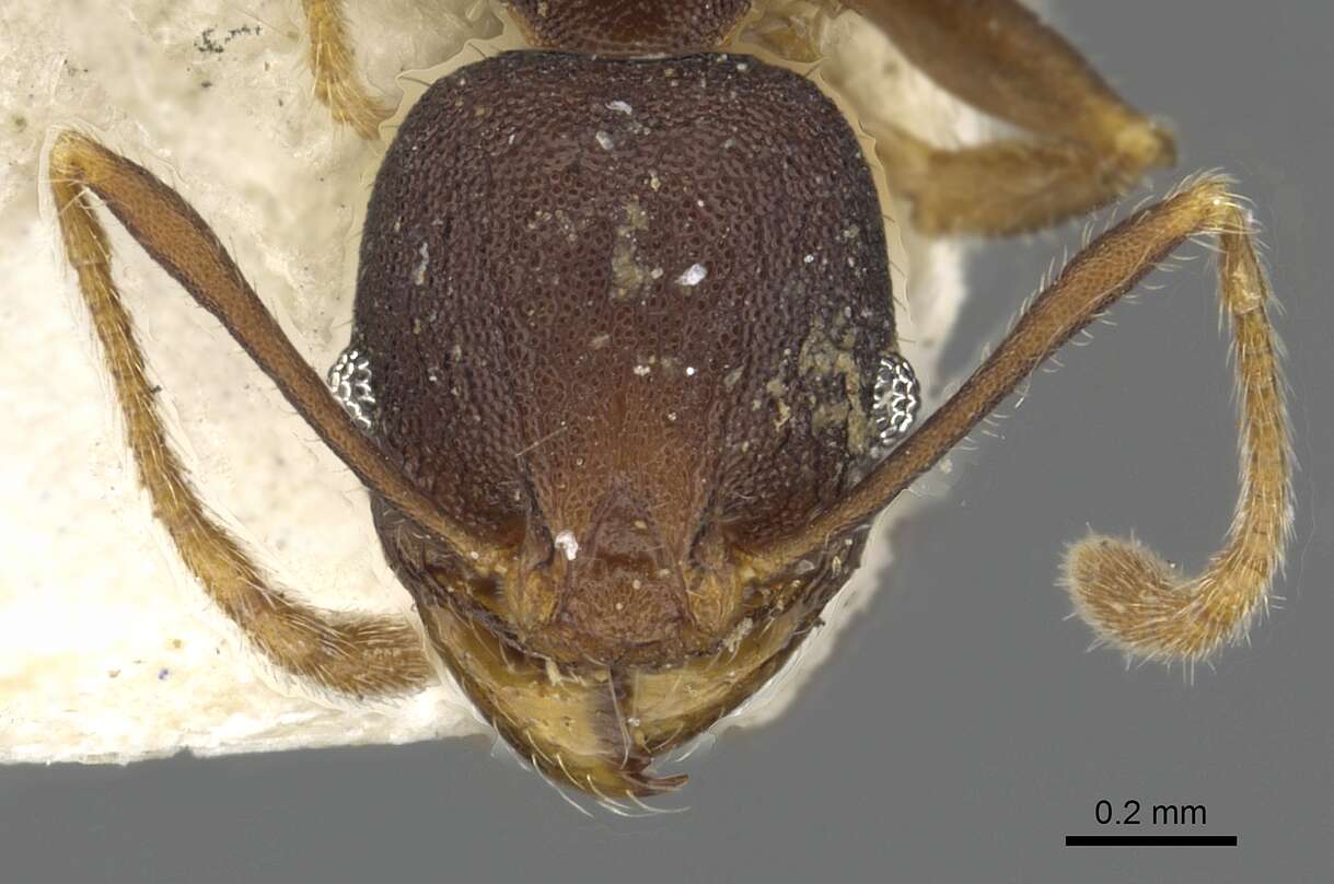 Pheidole caldwelli Mann 1921 resmi