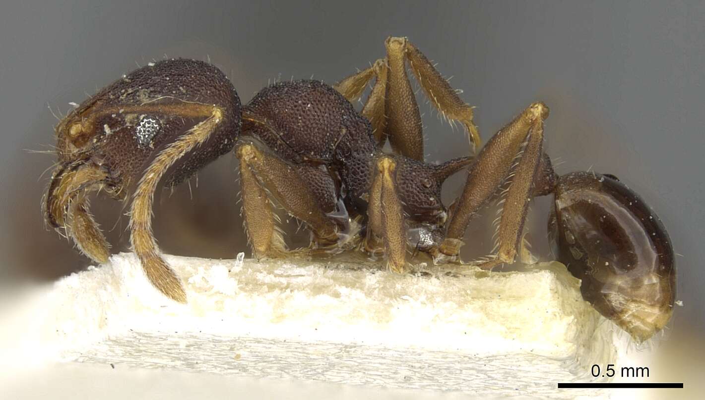 Pheidole caldwelli Mann 1921 resmi