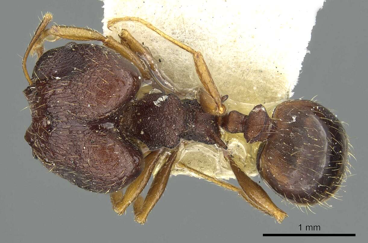 Pheidole caldwelli Mann 1921 resmi