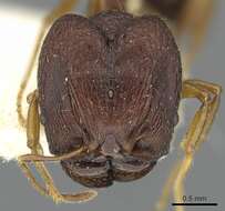 Pheidole caldwelli Mann 1921 resmi