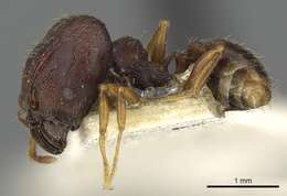 Pheidole caldwelli Mann 1921 resmi