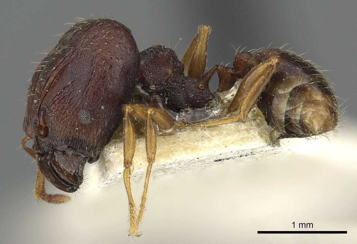 Pheidole caldwelli Mann 1921 resmi