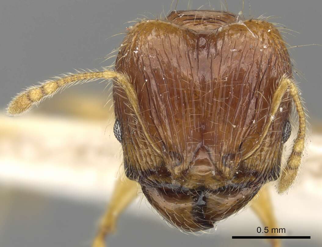 Image of Pheidole allani Bingham 1903