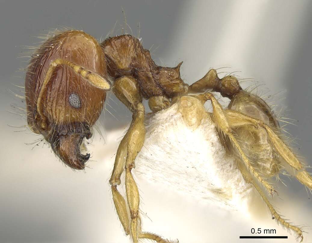 Image de Pheidole allani Bingham 1903