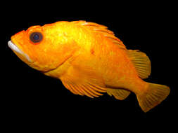 Image of Yelloweye rockfish