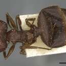 Image of Pheidole rugosa Smith 1858