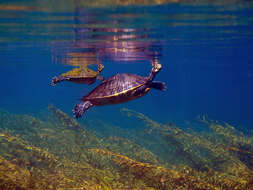 Image of Suwannee cooter