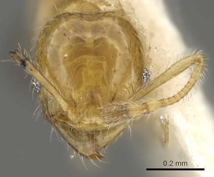 Image of Pheidole gambogia Donisthorpe 1948