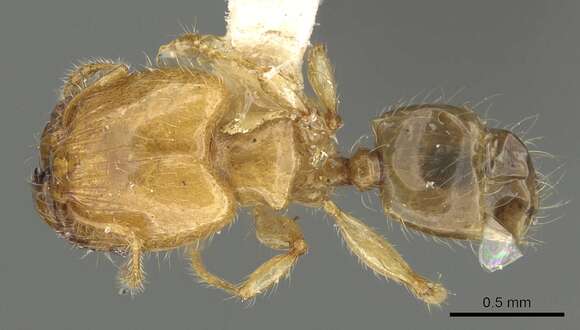 Image of Pheidole gambogia Donisthorpe 1948