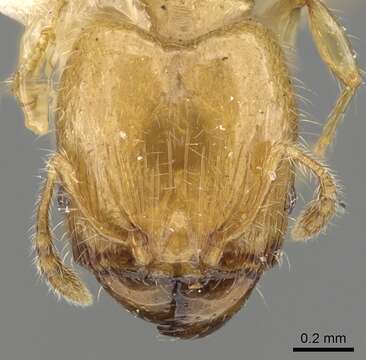 Image of Pheidole gambogia Donisthorpe 1948