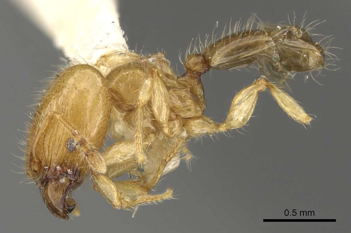 Image of Pheidole gambogia Donisthorpe 1948