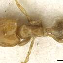 Image of Pheidole tenuiclavata Donisthorpe 1943