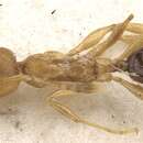 Image of Pheidole melanogaster Donisthorpe 1943