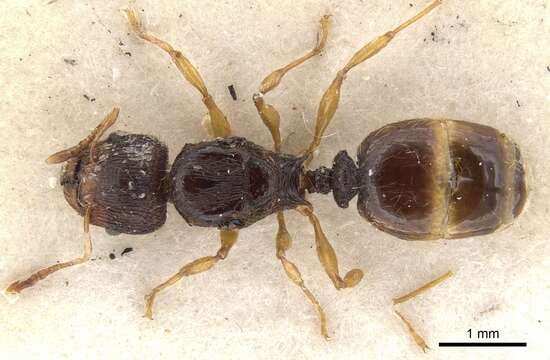 Image of Pheidole cheesmanae