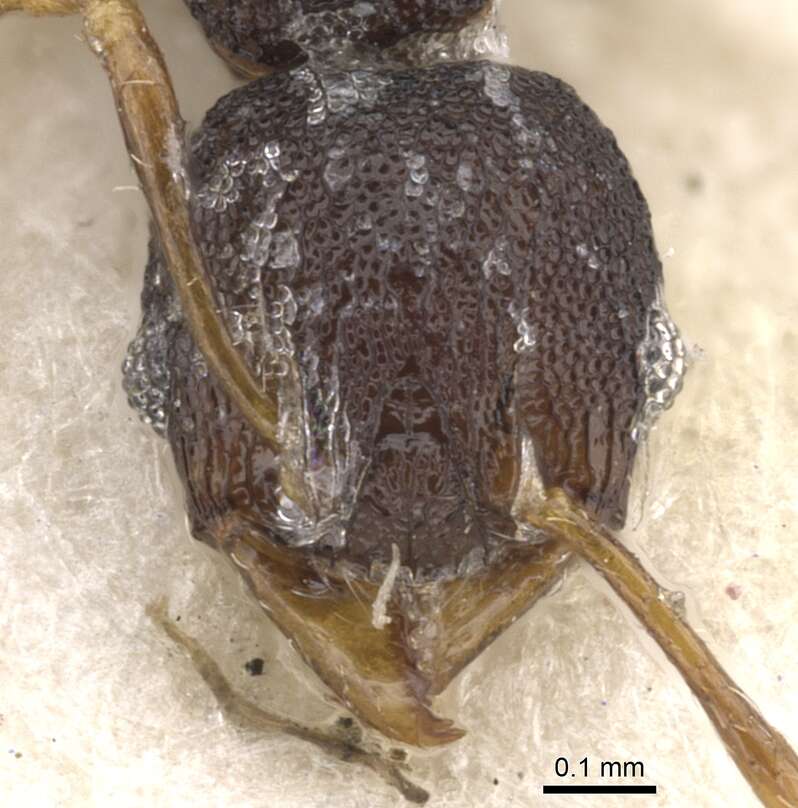 Image of Pheidole distincta Donisthorpe 1943