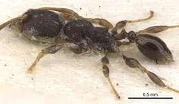 Image of Pheidole distincta Donisthorpe 1943