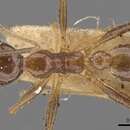 Image of Pheidole nodifera (Smith 1858)