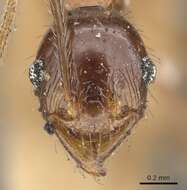 Image of Pheidole nodifera (Smith 1858)