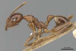 Image of Pheidole nodifera (Smith 1858)