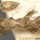 Image of Pheidole platypus Crawley 1915