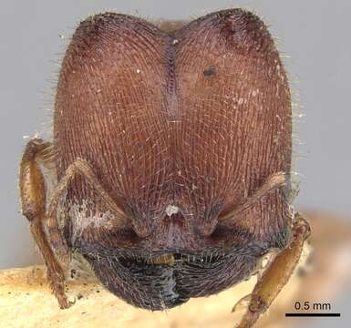 Image of Pheidole platypus Crawley 1915