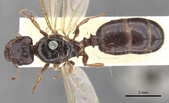 Plancia ëd Pheidole spinoda (Smith 1858)