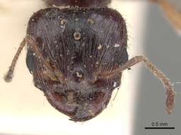 Imagem de Pheidole spinoda (Smith 1858)