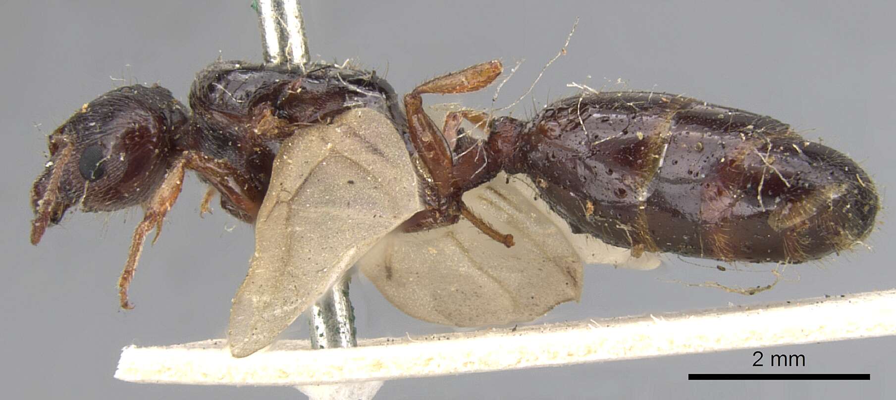 Imagem de Pheidole spinoda (Smith 1858)