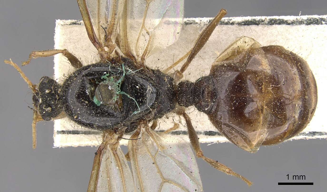 Imagem de Pheidole spinoda (Smith 1858)