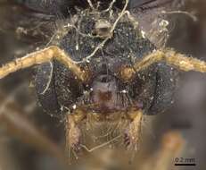 Imagem de Pheidole spinoda (Smith 1858)