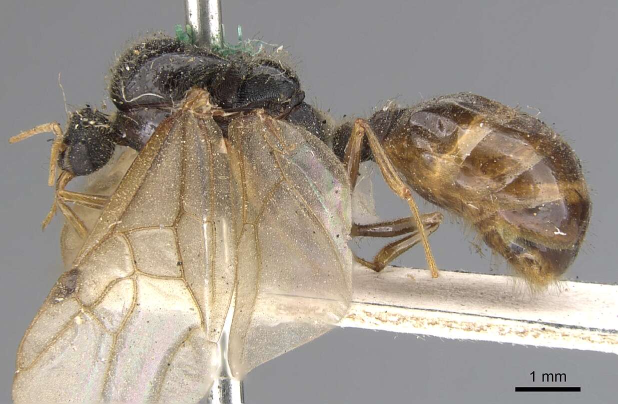 Imagem de Pheidole spinoda (Smith 1858)